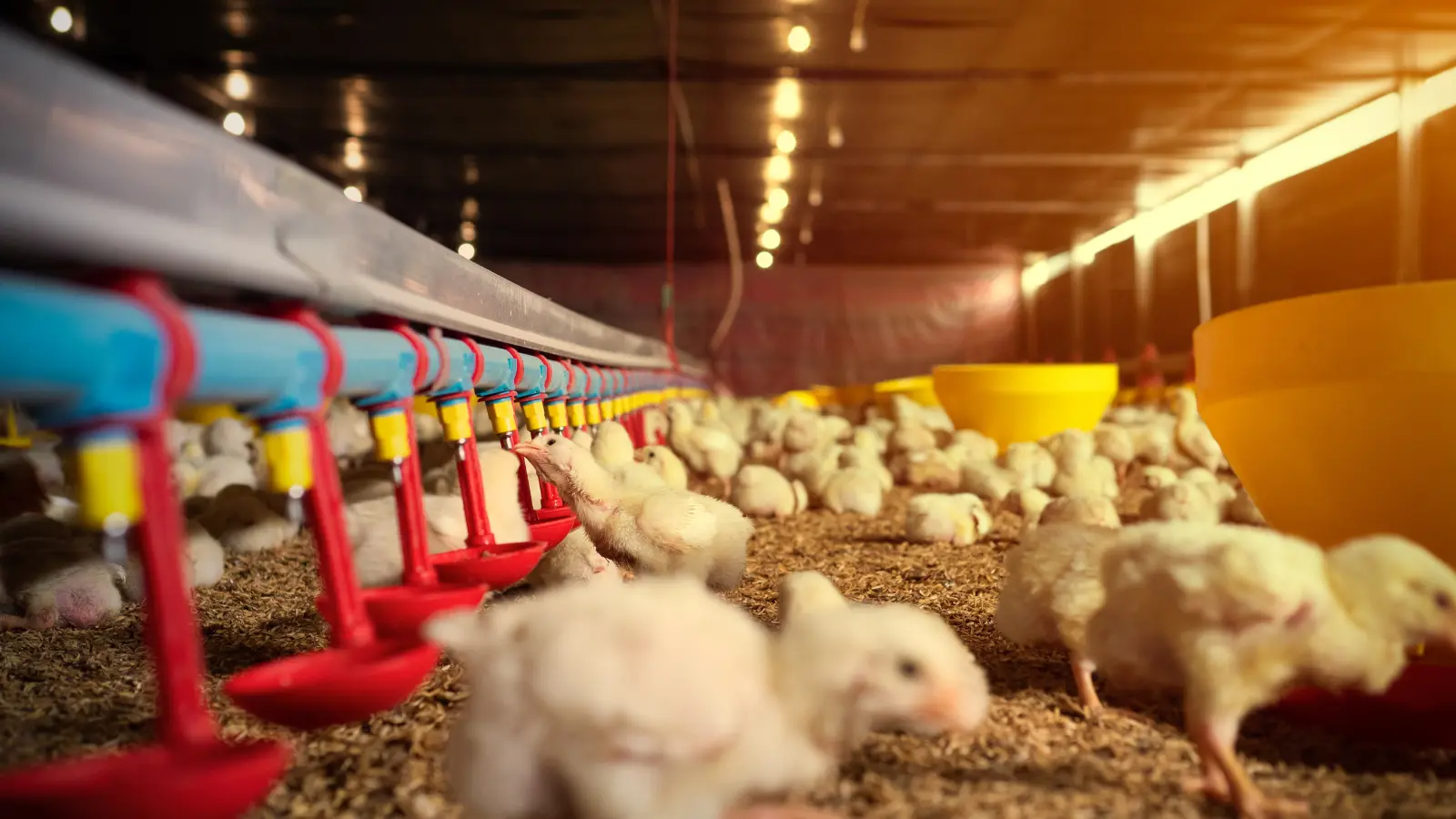 A One Food and Feed — our story