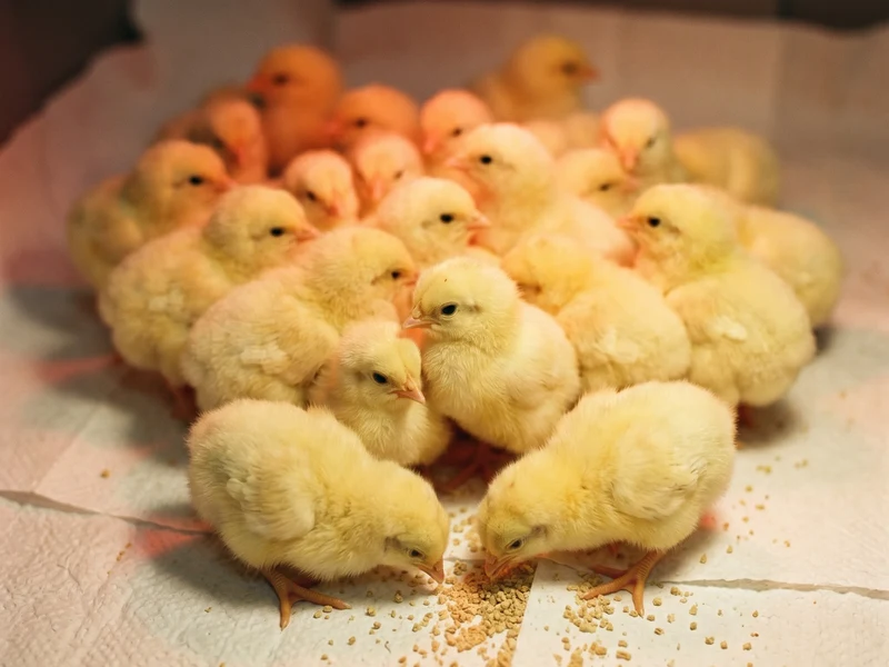 Broiler Starter chicks