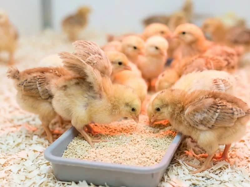 Layer chicks